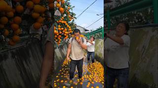 Poor Orange Seller 😞 shorts ytshorts orange [upl. by Maroney]