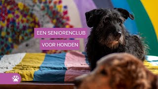 Seniorenclub Wassenaar Bejaardentehuis voor honden  StichtingenVzws 1 [upl. by Rockwood]