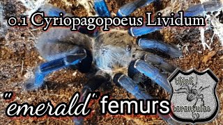 Cyriopagopoeus Lividum quotemerald greenquot thinktarantulastv thinktarantulasenclosure [upl. by Heidt]