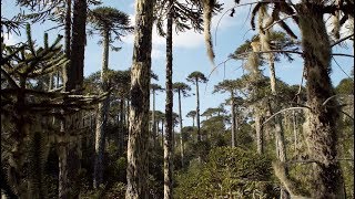 La historia de la Araucaria  Memorias de Árboles [upl. by Selden]