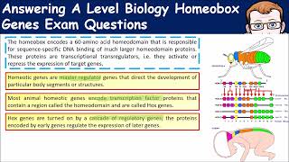 How to Answer A Level Biology Questions on Homeobox Genes [upl. by Ikuy243]