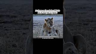 animal animals الصيد lion الحسون animaux wildlife ببغاء leopard الحمام [upl. by Yttocs]