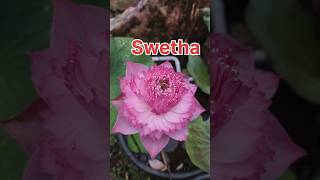 Swetha kerala tropical lotus youtube shortvideo garden waterplants [upl. by Llertnor]