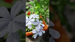 Plumbago flowerplumbago plant youtubeshorts floweringplant [upl. by Carol-Jean]