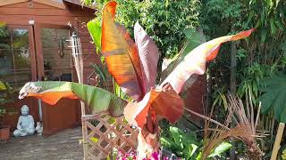 Ensete hiniba banana [upl. by Tedder]