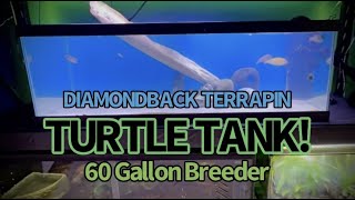 Turtle Tank Setup for a Diamondback Terrapin60 Gallon Breeder [upl. by Junina180]