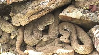 Prairie Rattlesnakes at a Megaden in Colorado [upl. by Merola]