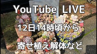 【312 LIVE】寄せ植え解体のコツとポイント [upl. by Wulf]