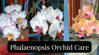 Phalaenopsis Orchid Plant Care Orchid Care [upl. by Christel]