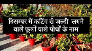 दिसम्बर में कटिंग लगने वाले 15फूलों वाले पौधों के नाम और केयर टिप्सcutting growing flowers plants [upl. by Eveam]