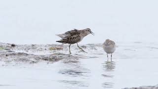 Sharp Tailed Sandpiper Display  Ricketts Point  20241109 [upl. by Anaig]