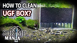 How to Clean Undergravel Filter in your Shrimp Tank [upl. by Anesusa]