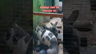 Dipo inspeksi kantor para kelinci cat kucing kucingku catlover funnyvideo rabbit [upl. by Jeniece]