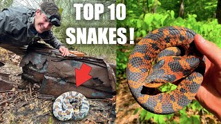 My Best Snakes of the Year  Snake Hunting 2023 [upl. by Nomolas173]