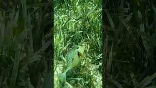 Latest video boxfish what animal will be next fish snorkel snorkeling swimming animals beach [upl. by Enrichetta]