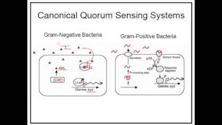 What is quorum sensing [upl. by Atsiuqal]