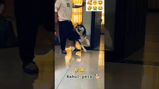 Funny cheating 🤣😂😂 rahulpets love funnydogs shortsfeed doglover funny shortsviral [upl. by Erhard]