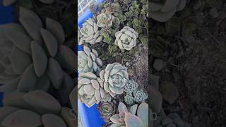 Succulent propagation on a tray 💚❤️ succulentcare plants succulentlife succulentpropagation [upl. by Pearce]