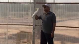 Sulphur Crested Cockatoo Free Flight Training كوكاتو [upl. by Adnot]