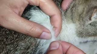 How to Safely Remove Ticks and Fleas from Your Cat [upl. by Trenna]