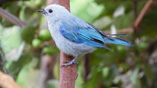 CANTO DEL AZULEJO COMUN  BLUE GRAY TANAGER [upl. by Jemima]