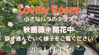 Vol185ラブリーローズザ•秋薔薇開花中❗️✽鉢で育てた薔薇のテラスバラガーデニングvlog roseラブリーローズ 秋薔薇gardening [upl. by Gridley266]