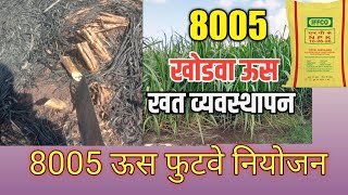 8005ऊस खोडवा ।। फुटवे नियोजन ।। खत पाळी ।। uas niyojan ।। खोडवा उस ।।8005 नियोजन।। sugarcane 8005ऊस [upl. by Anilatac]