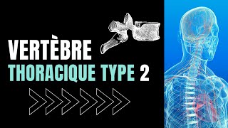 ANATOMIE dune VERTÈBRE THORACIQUE type 22 [upl. by Acina]