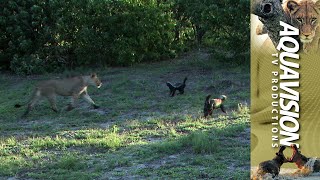 Epic Wildlife Showdown Lions vs Honey Badgers 🦁🍯🦡 [upl. by Eibbob]