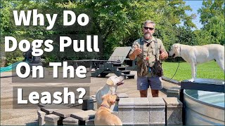 Why Do Dogs Pull On The Leash [upl. by Rodney]