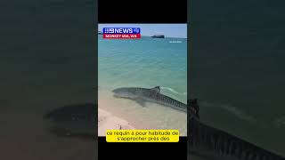 🎥 Top 3 des requins les plus TERRIFIANTS  🦈 animaux requins mer ocean attaque terrifiant [upl. by Fridell955]