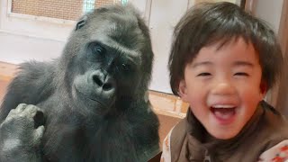 Best friend overjoyed by gorilla girls unexpected behavior｜Shabani Group [upl. by Ecnarolf]