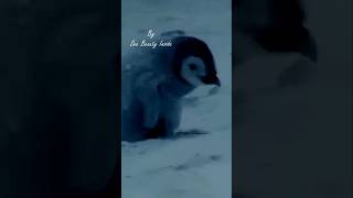 Lost and Alone  Can This Chick Find Its Mother pingouin reels shorts shortsvideo family [upl. by Stuckey]