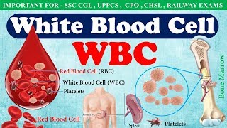 White Blood Cell WBC or Leucocytes  Function of wbc in hindi  WBC count [upl. by Onibag]