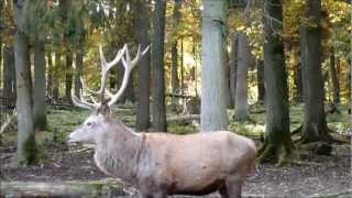 WildTierpark Rheinboellen [upl. by Sldney677]