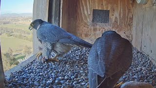 First breakfast for Diamond after second egg laid  FalconCam Project  Aug 30 2024 [upl. by Benita]