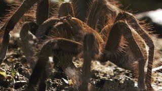 Worlds Biggest Spider Gobbles Down an Unsuspecting Lizard [upl. by Enelie]