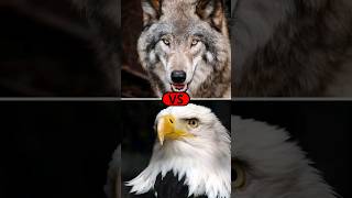 when eagles attack wolves  golden eagle vs wolves shorts eagle vs wolves [upl. by Ladonna]