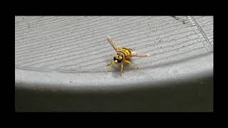 syrphid fly Milesia virginiensis [upl. by Landis]