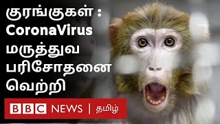 Coronavirus vaccine குரங்குகள் மீது நடத்தப்பட்ட ஆய்வு Macaque monkey trial gives hope [upl. by Honebein812]