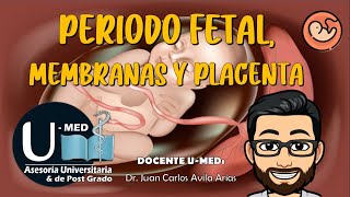 ✔TEMA8 PERIODO FETAL MEMBRANAS Y PLACENTA [upl. by Goraud153]