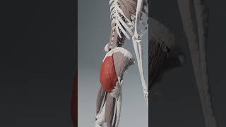 Gluteus Maximus Animation anatomyofmotion thanks drmuhammedziya humananatomy discover [upl. by Amarillis]