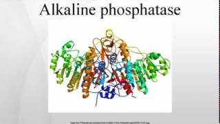 Alkaline phosphatase [upl. by Santana614]