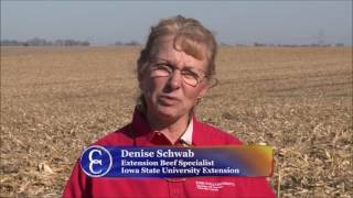 Baling Corn Stalks for Forage [upl. by Behnken]