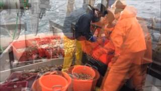 PRAWN TRAWLING SCOTLAND aboard Hawthorn FR25 GoPro [upl. by Artie]