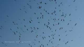 Migrating birds white stork 4K [upl. by Neelhsa]