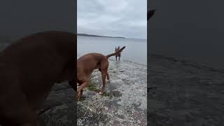 On a rock at Killbear Provincial Park with my dogs 🐕 views [upl. by Hajile46]