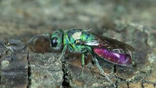 Goldwespe Chrysis sp [upl. by Garda946]