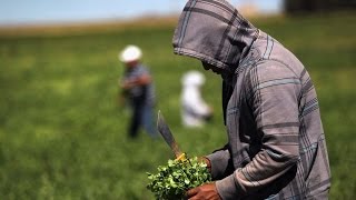 Prohíben cilantro mexicano al encontrar excremento humano en campos de cultivo [upl. by Melinde]