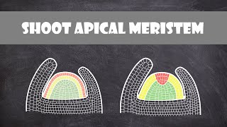 Shoot Apical Meristem Structure  Plant Biology [upl. by Gracie]